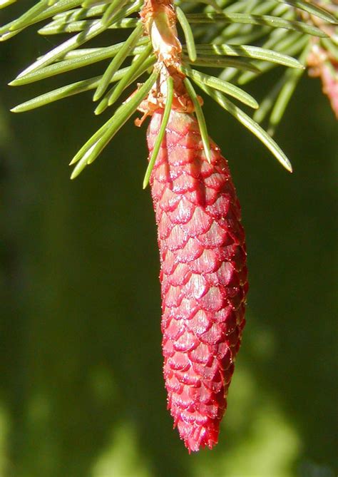 云杉|Picea asperata (云杉) description